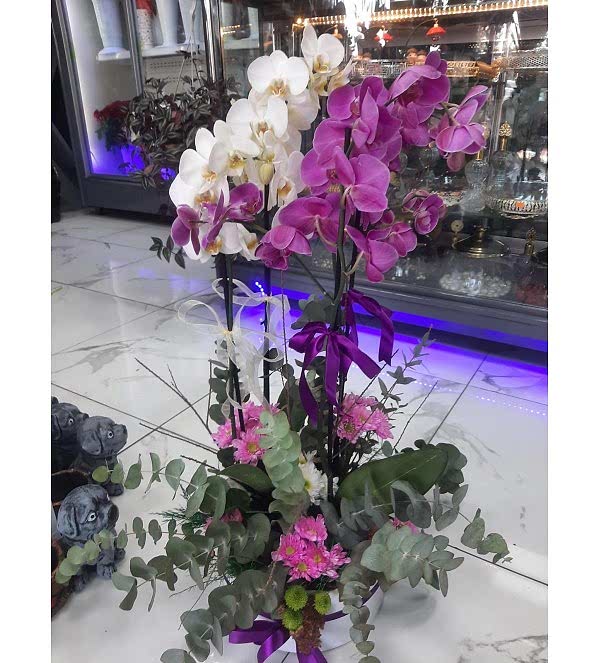 Dört Dallı Beyaz  ve Mor Orkide